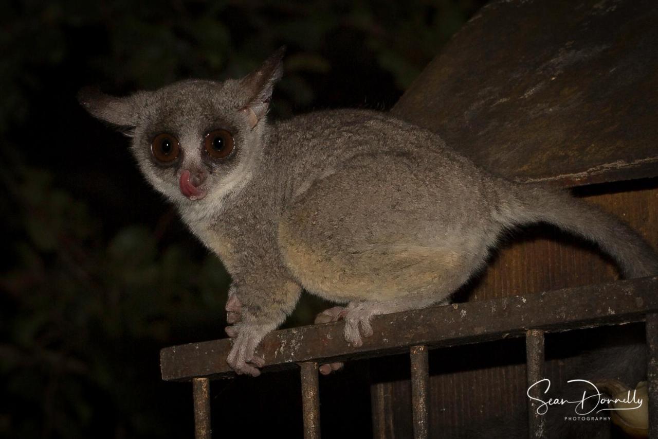 Ubuntu Bed And Breakfast Marloth Park Luaran gambar